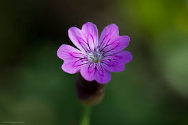 Attēlu rezultāti vaicājumam “Caryophyllaceae”