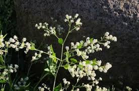 Attēlu rezultāti vaicājumam “Lepidium latifolium”