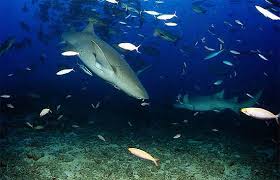 Image result for Nebrius ferrugineus