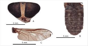 Attēlu rezultāti vaicājumam “Atylotus sp.”