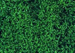 Attēlu rezultāti vaicājumam “Gymnostomum calcareum macro”