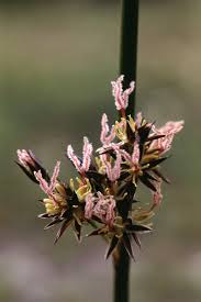 Attēlu rezultāti vaicājumam “Juncus balticus”