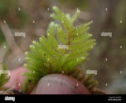 Attēlu rezultāti vaicājumam “Eurhynchiastrum pulchellum macro”