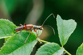Attēlu rezultāti vaicājumam “Stenocorus meridianus”
