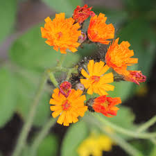 Attēlu rezultāti vaicājumam “Pilosella aurantiaca flower”