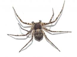 Attēlu rezultāti vaicājumam “Philodromus sp.”