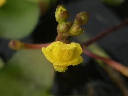 Attēlu rezultāti vaicājumam “Utricularia x neglecta flower”