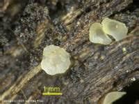 Attēlu rezultāti vaicājumam “Hyalorbilia inflatula”