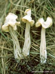 Attēlu rezultāti vaicājumam “Helvella elastica”