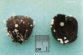Attēlu rezultāti vaicājumam “Hymenoscyphus fructigenus var. coryli”