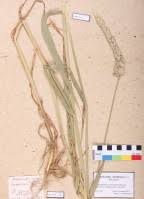 Attēlu rezultāti vaicājumam “Juncus nastanthus”