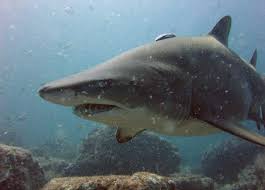 Image result for Carcharodon carcharias