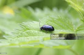 Attēlu rezultāti vaicājumam “Agelastica alni”