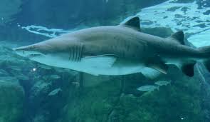 Image result for Carcharias taurus