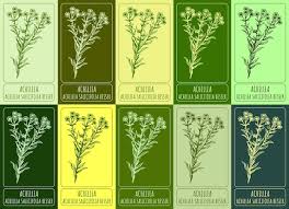 Attēlu rezultāti vaicājumam “Achillea salicifolia”