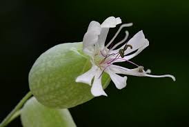 Image result for Silene vulgaris