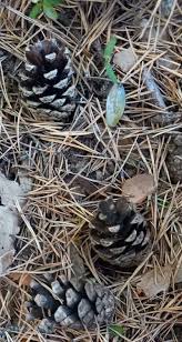 Attēlu rezultāti vaicājumam “Pinus sylvestris var. turfosa”
