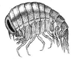 Attēlu rezultāti vaicājumam “Amphipoda”