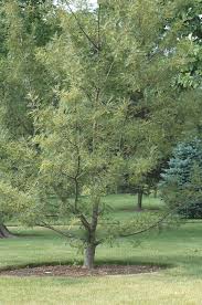 Attēlu rezultāti vaicājumam “Quercus robur”