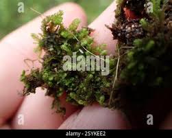 Attēlu rezultāti vaicājumam “Trilophozia quinquedentata”