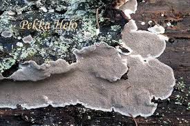 Attēlu rezultāti vaicājumam “Cinereomyces lindbladii”