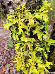 Attēlu rezultāti vaicājumam “Lobaria pulmonaria”