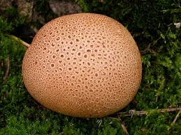 Attēlu rezultāti vaicājumam “Scleroderma citrinum”