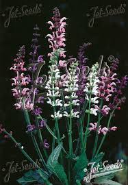 Attēlu rezultāti vaicājumam “Salvia pratensis”