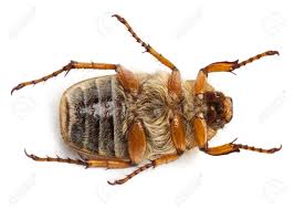 Attēlu rezultāti vaicājumam “Amphimallon solstitiale”