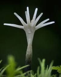 Attēlu rezultāti vaicājumam “Xylaria”