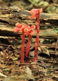 Attēlu rezultāti vaicājumam “Monotropa hypopitys”