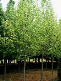 Attēlu rezultāti vaicājumam “Tilia x vulgaris”