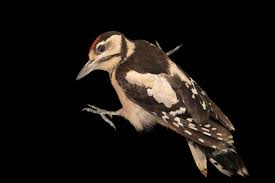 Attēlu rezultāti vaicājumam “Dendrocopos major”