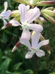 Attēlu rezultāti vaicājumam “Saponaria officinalis flower”