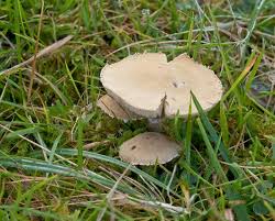 Attēlu rezultāti vaicājumam “Cystoderma amianthinum”