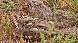 Attēlu rezultāti vaicājumam “Caprimulgus europaeus nest”