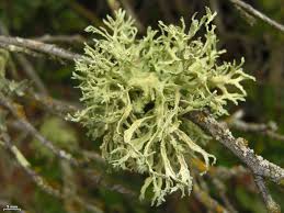 Attēlu rezultāti vaicājumam “Evernia prunastri”