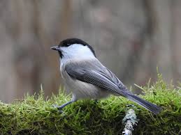 Attēlu rezultāti vaicājumam “Poecile montanus”