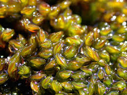 Attēlu rezultāti vaicājumam “Nardia geoscyphus”