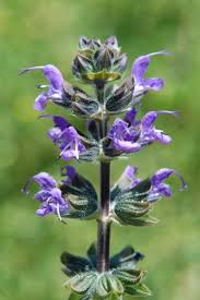 Image result for Salvia pratensis