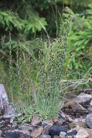 Attēlu rezultāti vaicājumam “Gnaphalium sylvaticum”