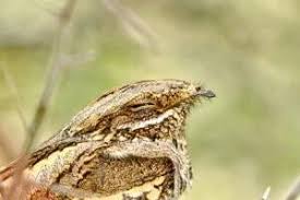 Attēlu rezultāti vaicājumam “Caprimulgus europaeus adult”