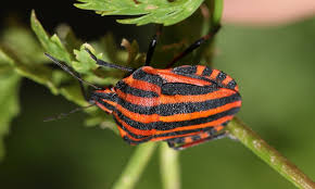 Attēlu rezultāti vaicājumam “Graphosoma lineatum imago”