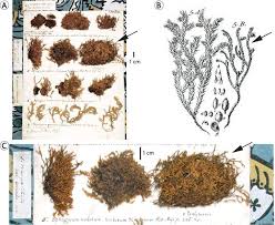 Attēlu rezultāti vaicājumam “Hedwigia ciliata sporophyte”