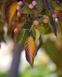 Attēlu rezultāti vaicājumam “Sorbus alnifolia”