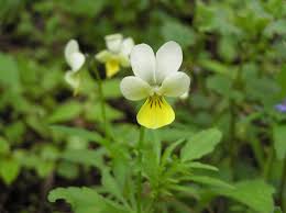 Attēlu rezultāti vaicājumam “Viola tricolor leaf”