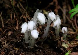 Image result for ギンリョウソウ