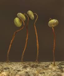 Attēlu rezultāti vaicājumam “Physarum diderma”