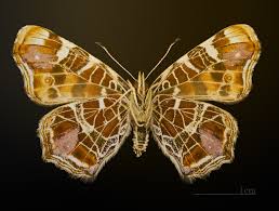 Attēlu rezultāti vaicājumam “Araschnia levana underside”