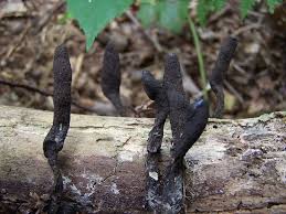Attēlu rezultāti vaicājumam “Xylaria longipes”